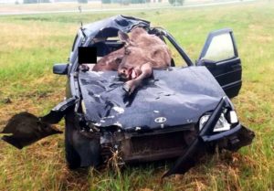 Столкновение с лосем обернулось гибелью водителя