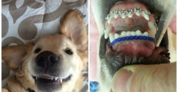 Вставные зубы и собака, как быть?