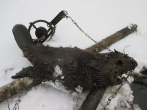 Пензенский охотник заплатит штраф за охоту на бобра с использованием ПНВ
