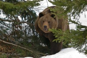 Медведи могут выходить к людям из-за роста популяции в Приморье