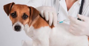 Вакцинация собак важна и эффективна
