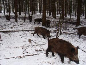 В лесах Мордовии остреляют почти всех кабанов
