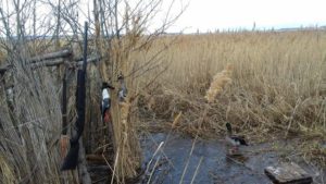 Сроки охоты в Челябинской области