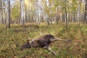 Убитая беременная лосиха может сократить сроки охоты