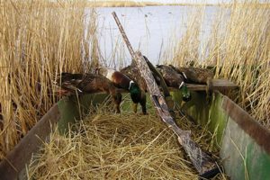 Сезон охоты в Калужской области открыт