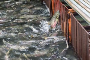 Камчатка - последний бастион природного лосося