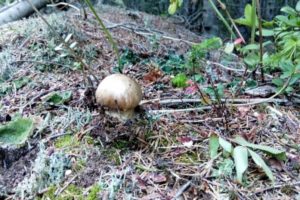 Шведы собирают грибы мацутаке на Сахалине