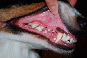 Нужны ли охотничьей собаке зубы?