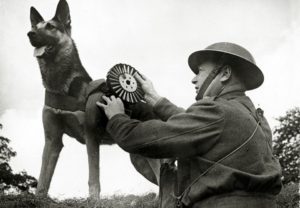 Собаки и война