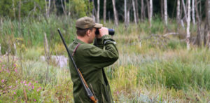 Сроки охот и ограничения в Курской области