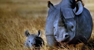 Черные носороги Западной Африки вымерли