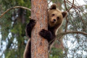 Медведь на дереве - подарок тайги