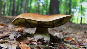 В лесах Подмосковья начался грибной сезон
