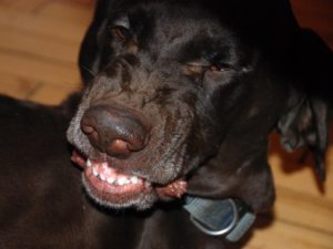 Нужны ли охотничьей собаке зубы?