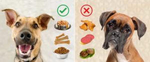 Питание и здоровье собак