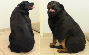 Собака не должна быть толстой