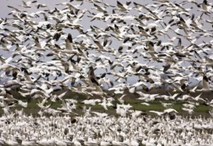 Уточнена миграция гусей и куликов в Коми