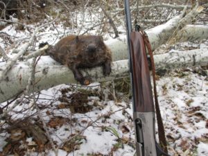 Пензенский охотник заплатит штраф за охоту на бобра с использованием ПНВ