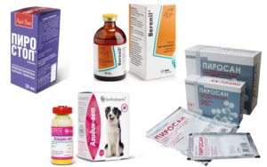 Спасти собаку от пироплазмоза: профилактика и лечение