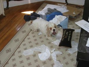 Один дома: как оставлять собаку без проблем