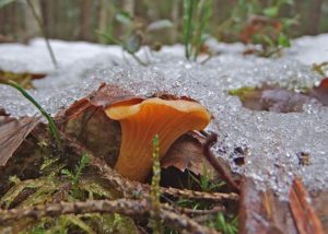 В лесах Подмосковья начался грибной сезон