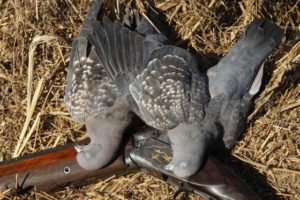 Охота на голубей: горлицу пообещали внести в Красную книгу