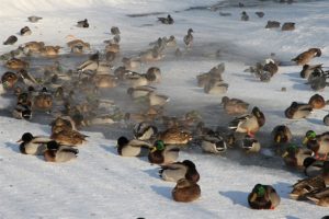 Московские утки: итоги тяжелой зимовки