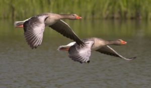В Липецкой области появились перелетные птицы, а также дикие гуси и утки