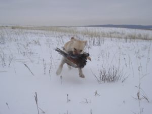 Почему открывают охоту  на фазана  по снегу?