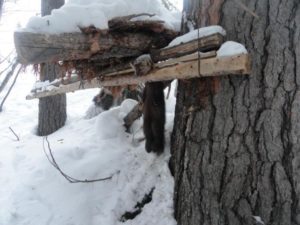 Под Иркутском в тайге охотоведы нашли самодельные капканы