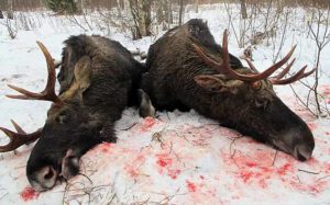 Хороший лось - мертвый лось: эстонские власти штрафуют охотников за недобытых лосей