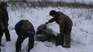 В Амурской области пойманы браконьеры, стрелявшие косуль из под «фары»