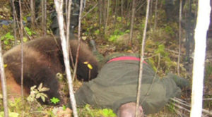 Медведь задрал охотника в Иркутской области