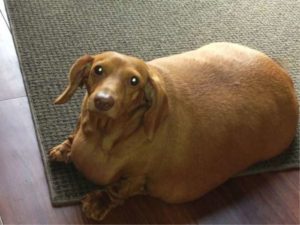 Собака не должна быть толстой