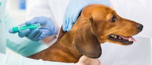 Вакцинация собак важна и эффективна