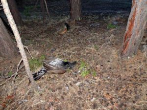 Охотничье хозяйство оштрафовали за отсутствие порхалища для боровых птиц