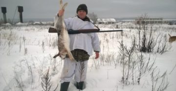 Сроки охоты на зайцев в Ульяновской области сокращены