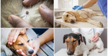 Спасти собаку от пироплазмоза: профилактика и лечение