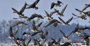 В Волгоградскую область возвращаются перелетные птицы