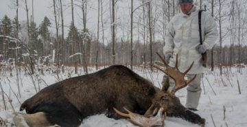 Челябинской области открылась охота на косулю и лося