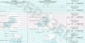 В Карелии начался приём заявлений на выдачу лицензий на добычу медведя, кабана, лося и барсука