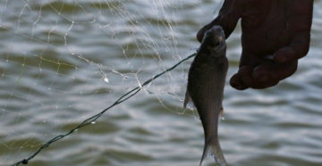 В Северной Осетии введен запрет на рыболовство