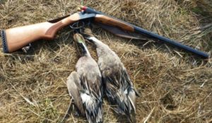 Утверждены сроки весенней охоты на пернатую дичь в Саратовской области