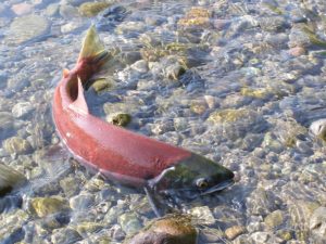 Камчатка - последний бастион природного лосося