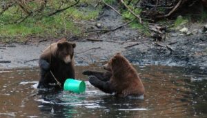 Медведь помог охотникам поймать мобильную сеть на телефоне