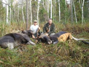 В Свердловской области начался сезон охоты на медведя, кабана и птицу