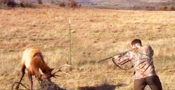 Охота на дикого оленя может оказаться под запретом