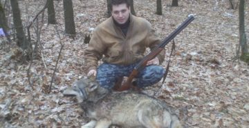 Из практики охоты на волка