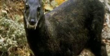 В Бурятии с первого ноября открывается сезон охоты на кабаргу