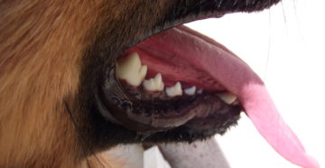 Заболевания зубов и ротовой полости у собак